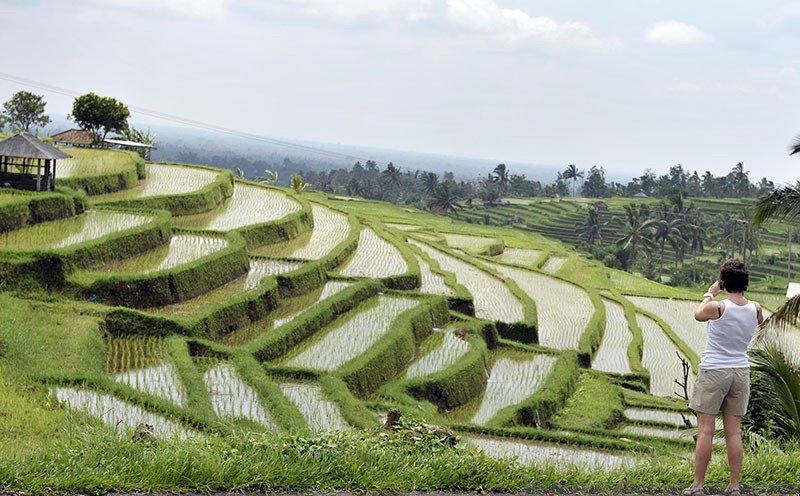 Nginep Bareng Petani, Wisata Tidur di Lumbung dan Bangun Bareng Kokok Ayam Bali